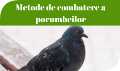 Metode de combatere a porumbeilor