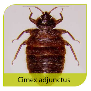 Cimex Adjunctus