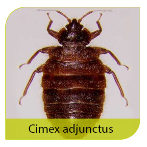 Cimex Adjunctus Cimex Adjunctus