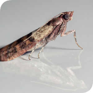 Riscuri directe asupra sanatatii publice