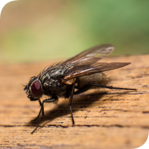 Musca de casa