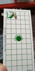 Ce sunt moliile de alimentee