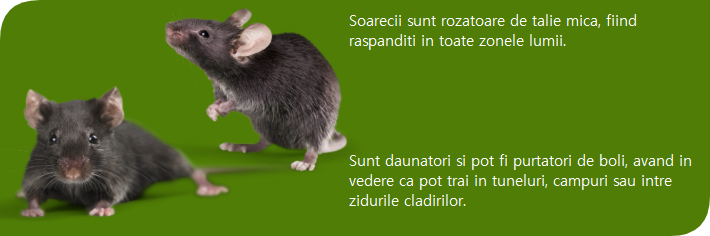 Soareci