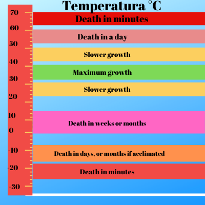 Dezinsectie termica