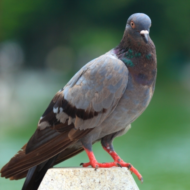 pigeon