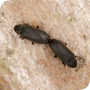 Carii de lemn Carii de lemn