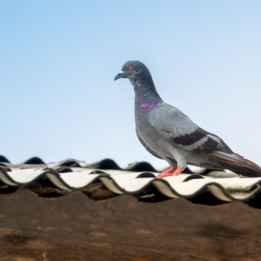 Sistem Inovator cu Laser pentru Controlul Păsărilor în Spații Interioare